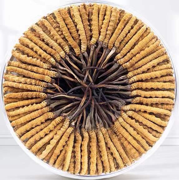 新和冬虫夏草回收